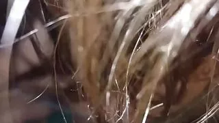 Step sister Nisha seducing her stepbrother to get fucked.. jub Ghar me koi nahi tha