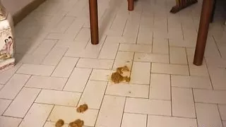 The big pig (full movie Dario Lussuria)