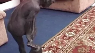 Fountain pussy (full movie Dario Lussuria)