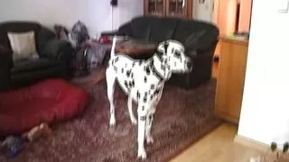 Vintage Retro German Amateur your Daily Dose of Porn