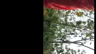 Desi Village labours Out Dore fucking in the Amudas Garden