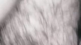 Colombian with a big tail and a great desire for milk in his tail