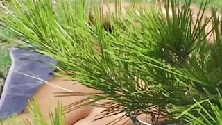 Dark haired German girl with an amazing body fucking outdoors