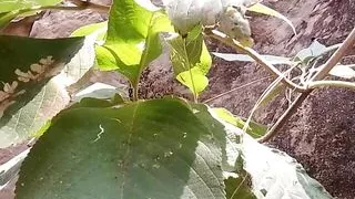 Piss tribute in jungle