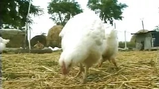 Peasants and farmers enjoy their break hours fucking in the work fields! Vol 2