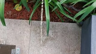 Pissing Outdoor in the Garden