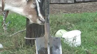 Watch Granny Fucks Hard