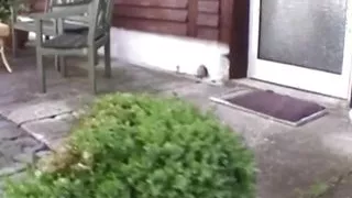 A superb German blonde gets her shaved pussy destroyed