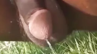 My cock morning peeing