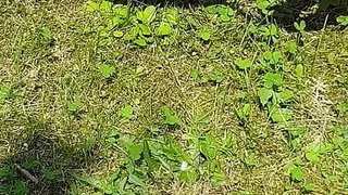 Playing with my penis and a glastube