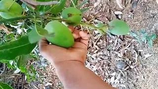 Taking the girl to the mango orchard and fucking