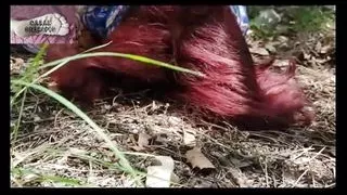 Feet in the Forest 1