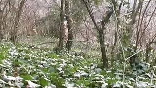 Film Dossier: ITALIA senza VERGOGNA  -  delirio #41