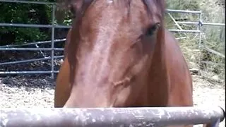 Extreme Blowjobs - Episode 2