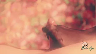 Avl#1 Mistress Nylon Footjob - Vintage