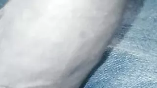 Young Colombian porn in my room I masturbate