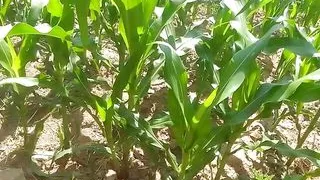 Ulma ka Paani wala choora