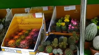 slut bought a new cactus and masurbates with it on the stairs