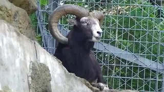 Japanese Girl Fingered Then Fucked Deep Creampie