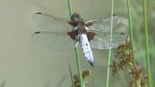 all about webcamsex Webcamgirls want Sex