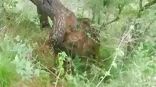 Piss tribute on field huge Indian cock