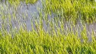 Grandpa went to do chudai while farming