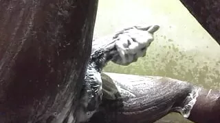 Indian Boy First Time Shaking Dick