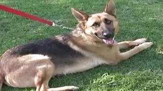 Freak pick up brunette for handjob in car