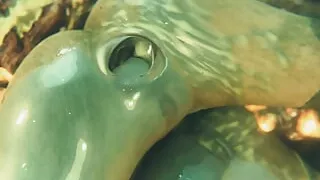 Gifdoozer Tasty hard anal sex intense fuck delicious sweet tight ass gaping dripping a lot of cum painful and delicious hardAnal