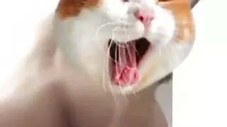 Cute femboy fucking ass with black dildo