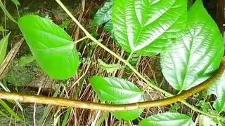 English madam beautiful girl in