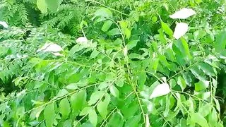 Kafia boyfriend piss in green grass