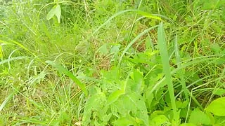 Somali ka nipple massage