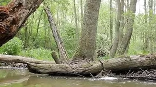 Fuckndrive - Forest Adventure