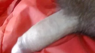 Amateursex, Analsex, Arabische Frauen, Bar, Blowjob, Castingsex, Interracialsex