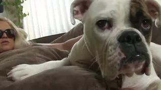 Hot Pornstar Lela Star And Brooke Belle Love To Rub Their Tits Together