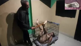 Bastinado 1 - Subscription Version