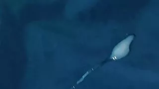 Cum on the neighbor's bikini pants