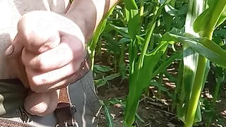 In the corn