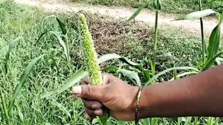 Sumitha Bhabi Affair Neighbour Husband Fuck Hardcore Session Showing Boobs Outdoor Lick My Pussy Showing Sex xxx  Clear Audio