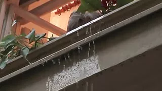 Dude seduces big tits mature for cock-riding