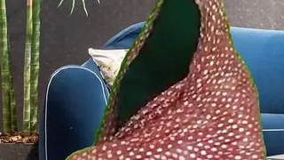 Desi Banglades Village Girl Enjoy Sex on Washroom