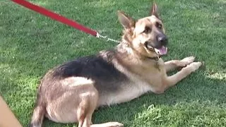 India Summer taking good care of sascha koch's cock