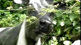 Sexy brunette teen rides and sucks his cock until he cums