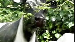 Randy cock sucking chick getting her fuck hole rammed by the pool and face creamed