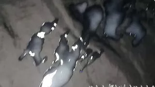 Liters Of Cum, My Biggest Cumshot