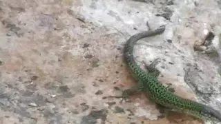 Curvy German chick stuffing her fingers deep inside her moist muff