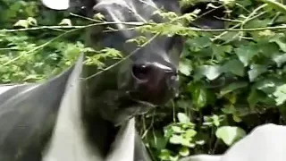 Wild Hot Dark Haired Slut Ashley Blue Gets Her Asshole Ripped by the Pool