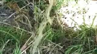 Pissing in the wild
