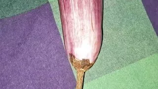 Asian sexy girl took down a brinjal